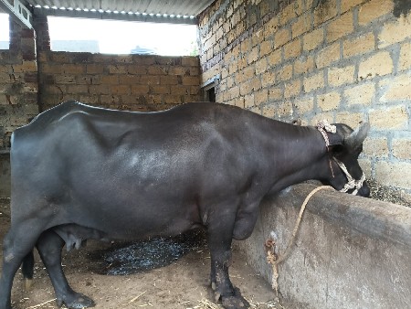 સાત મહિનાની કાચી છે