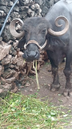 ભેંશ વેસવાની se
