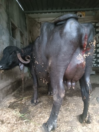 ભેંશ તાજી વાણેલ છે