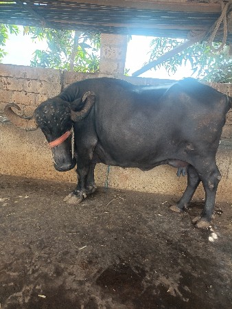 ભેસ પેશવાની છે