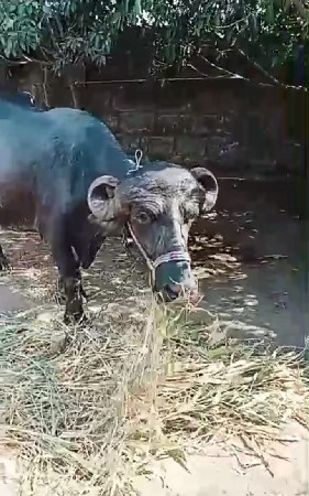 ભેસ