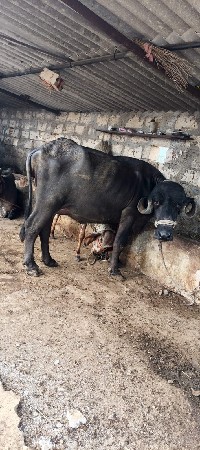 4ભેસ વેચવાની છે