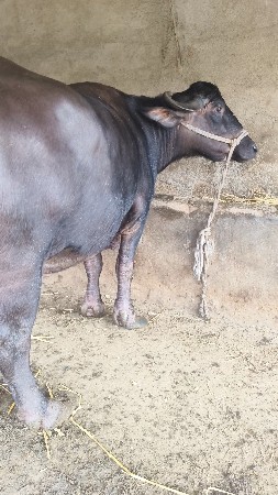 ભેંસ વેચવાની છે