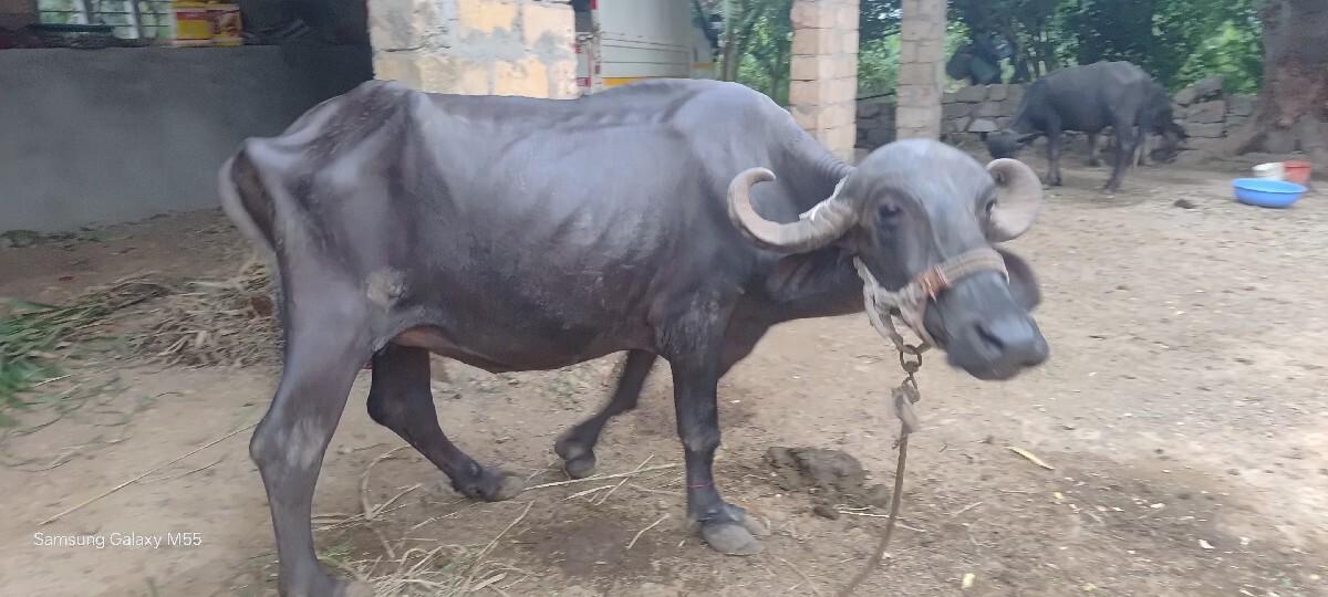 ખડેલુ વેચવાનુ છે