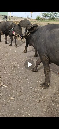 ખળેલી વેચવાનીછે