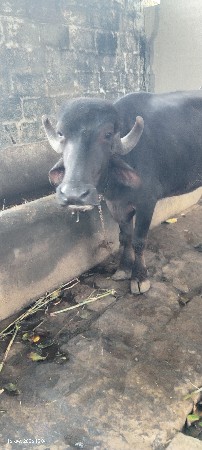 ખડેલી વેચવાની છે