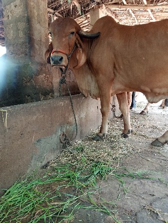 ગીર ગાય વેચવાની છે