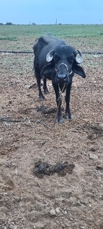 ખડેલા