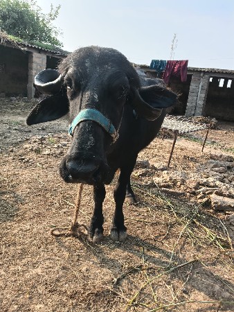 ખડેલુ વેચવાની છે