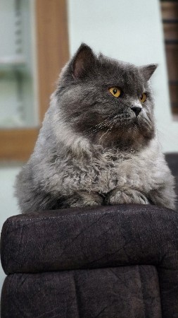 Persian cat male