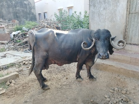 ભેંસ વેચવાની છે