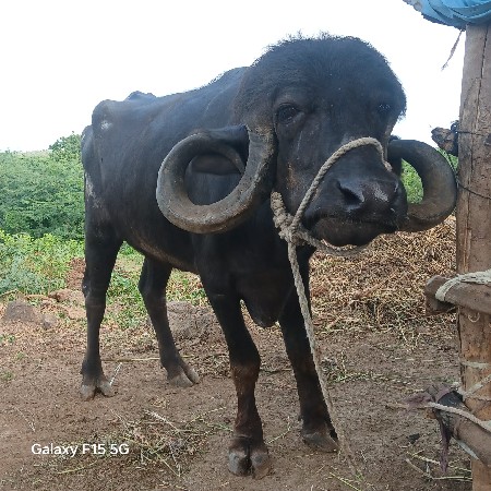 ખડાય વેસવાની છે
