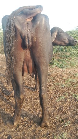 પેલું વેતર ખડેલી વેચવાની છે