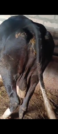 hf ગયા વેચવાની છે ્