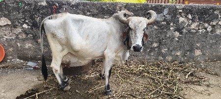 ગાય વેચવાની છે