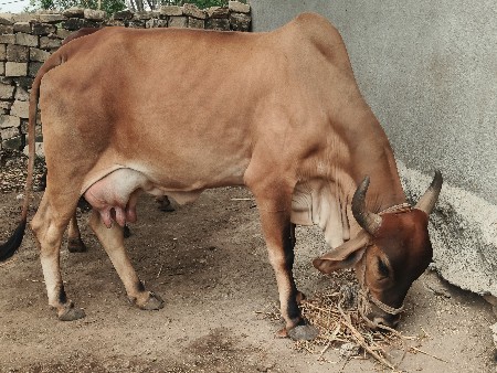 ગાય વેચવા ની છે