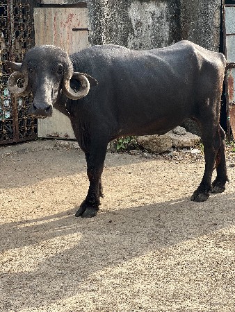 આ ખડેલો વેચવાનો છે