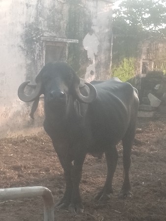 વેચવા નોછે