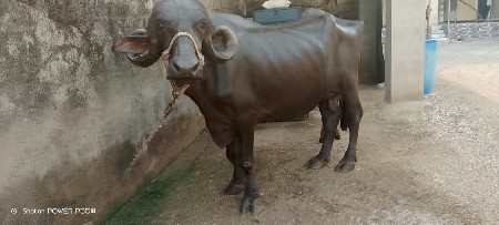 ખડેલી બીજું વેતર વિયાની ઓરિજનલ
