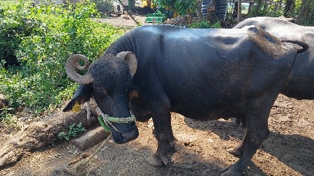 ભેંસ વેચાવ છે