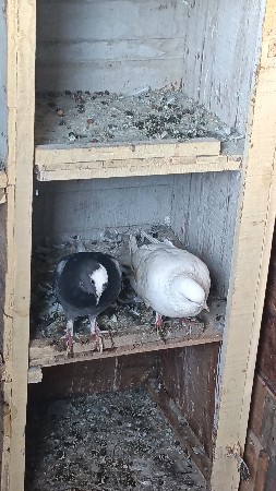 bajigar jodi