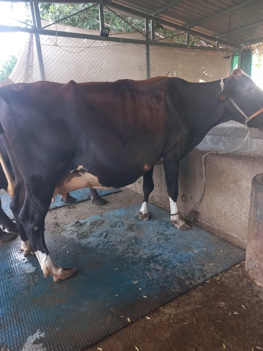 vechvani se