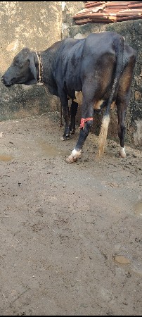 પેલું વેતર