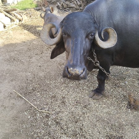 બીજું વેતર વ્યાસે