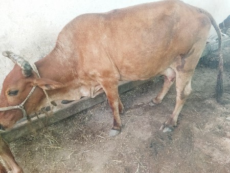 જર્સી ક્રોસિંગ ગાય વેચવાની છે