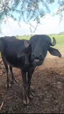 પાંચ પાડીયુ વેચવાની છે