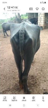 આ ભેંસ વેચવાની છે પેલું વેતર સે