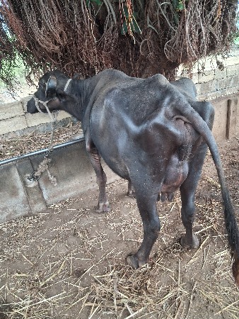 5-7  દિવસની કાચી છે