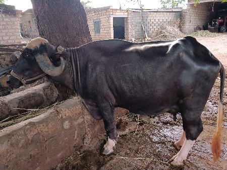 આ જાફરાબાદી ભેંસ વેચવાની છે.