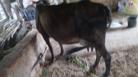 ગાય વેચવાની છે