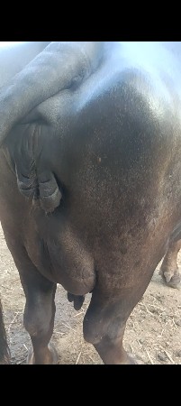 ભેસ વેચવાની છે