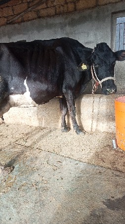 આ ગાય વેચવાની છે
