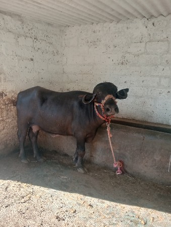 ખડેલી વેચવાની છે