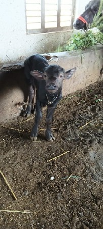 પાડો