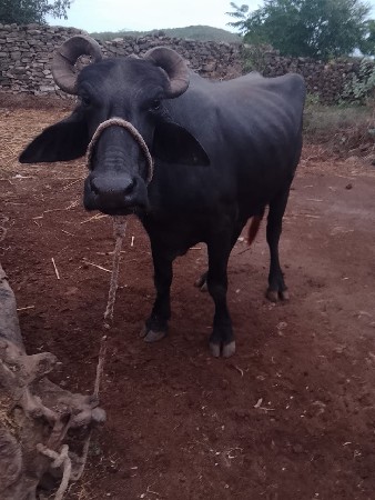 ભેસ વેસવાની છે