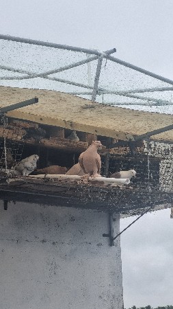 ચીલા માદા ફોર સેલ