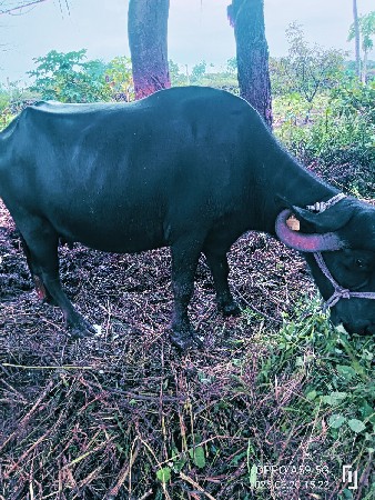 ભેસ