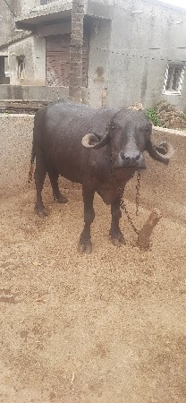 ભેંસ વેચવાની છે