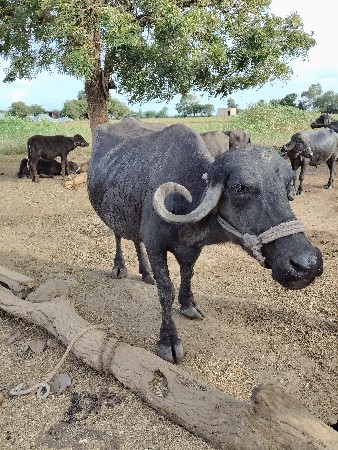 બીજુ વેતર  વીયાસે  25દિવસ ની કાચી
