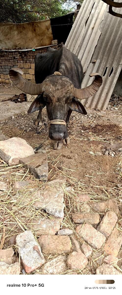 આ ભેંસ વેચવાની છે