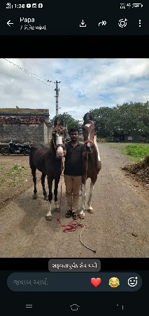 આ બે ઘોડીયુ વેચવાની છે