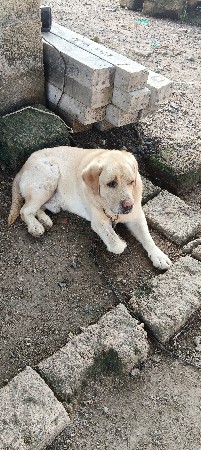 Labrador