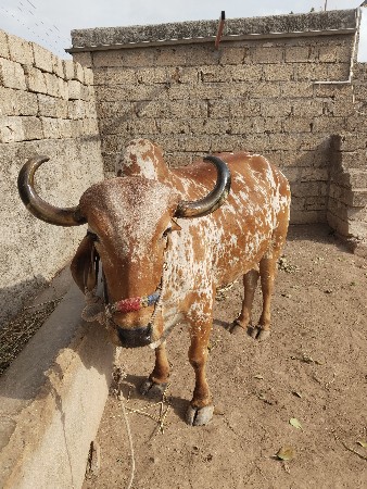 વેચવા નો છે
