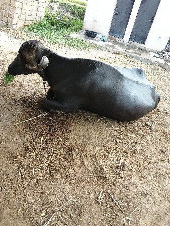 veshvani
