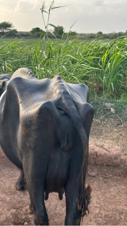 2 વેતર 10 દિવસ ની કાસી
