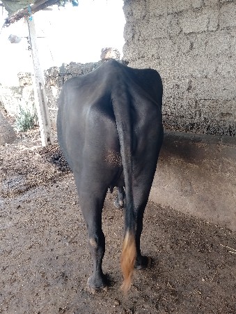 ખળેલી વેચવાની છે